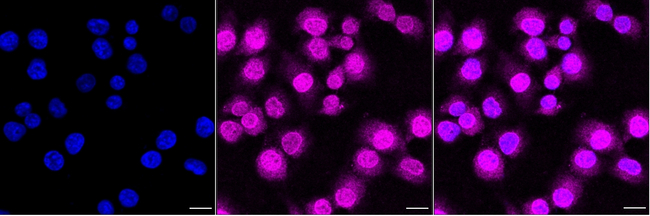 TAGAP Antibody in Immunocytochemistry (ICC/IF)