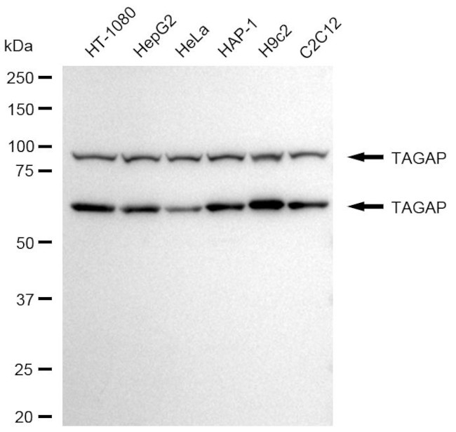 TAGAP Antibody in Western Blot (WB)