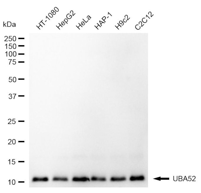 UBA52 Antibody in Western Blot (WB)