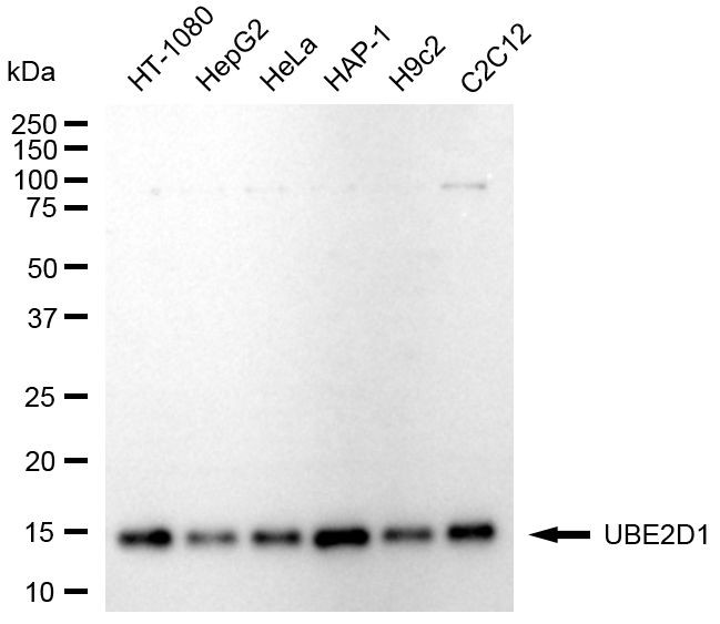 UBE2D1 Antibody in Western Blot (WB)