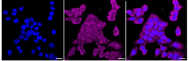 USP28 Antibody in Immunocytochemistry (ICC/IF)