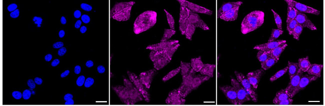 WNT5B Antibody in Immunocytochemistry (ICC/IF)