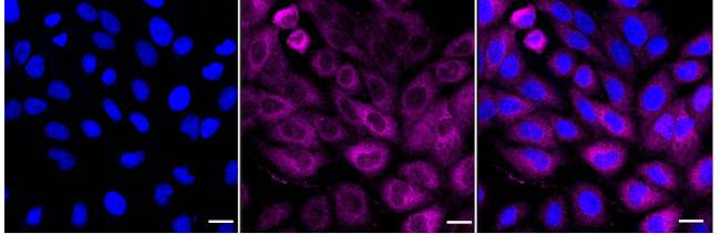 Kaiso Antibody in Immunocytochemistry (ICC/IF)