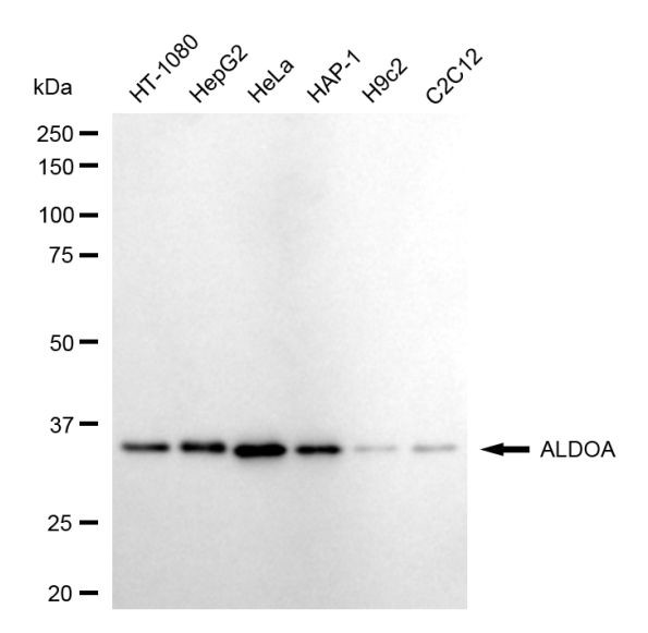 Aldolase A Antibody in Western Blot (WB)