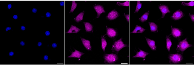 Annexin A4 Antibody in Immunocytochemistry (ICC/IF)