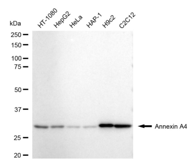 Annexin A4 Antibody in Western Blot (WB)