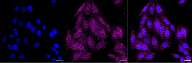 Annexin A11 Antibody in Immunocytochemistry (ICC/IF)