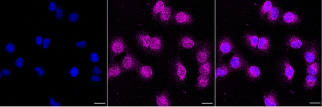 C20orf3 Antibody in Immunocytochemistry (ICC/IF)