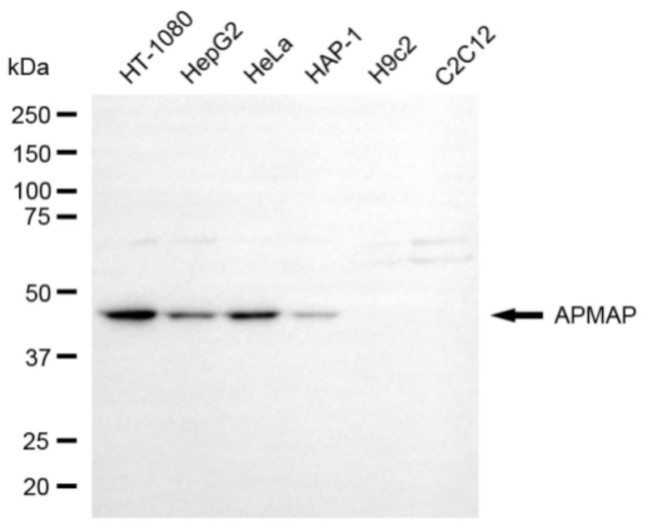 C20orf3 Antibody in Western Blot (WB)