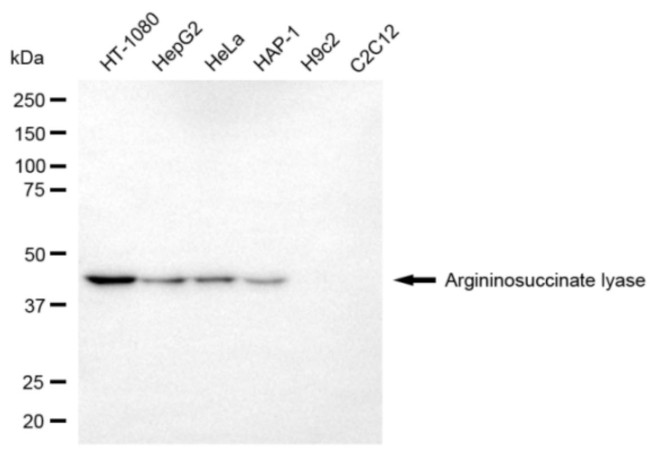 ASL Antibody in Western Blot (WB)