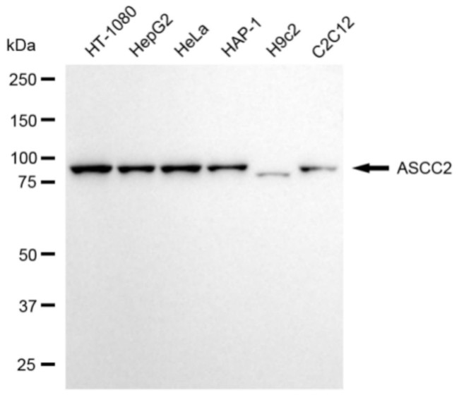ASCC2 Antibody in Western Blot (WB)