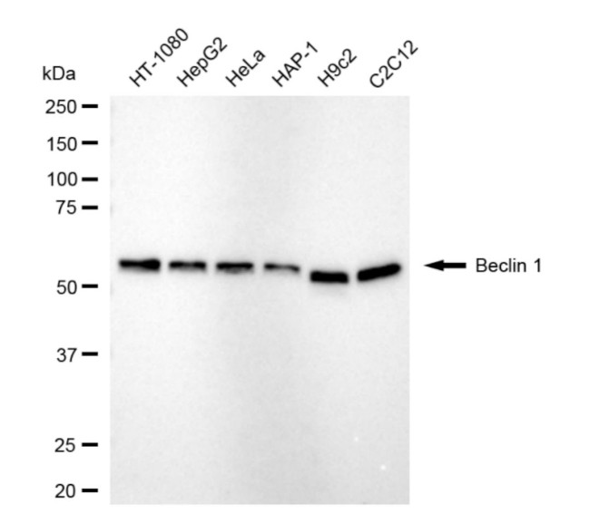 Beclin 1 Antibody in Western Blot (WB)