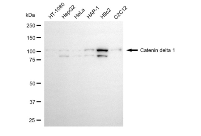 delta Catenin Antibody in Western Blot (WB)