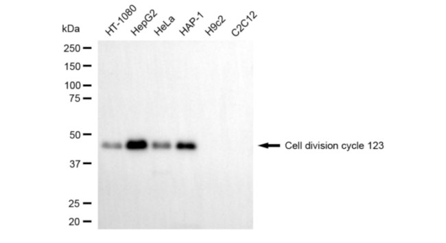 CDC123 Antibody in Western Blot (WB)