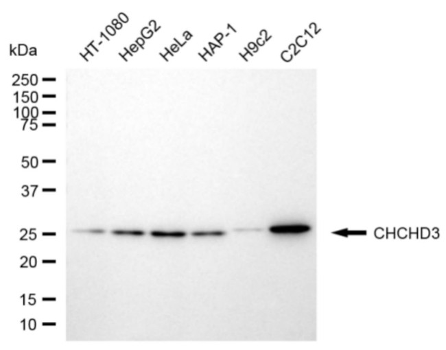 CHCHD3 Antibody in Western Blot (WB)