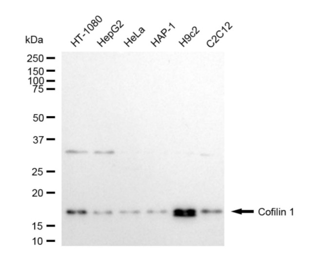 Cofilin Antibody in Western Blot (WB)