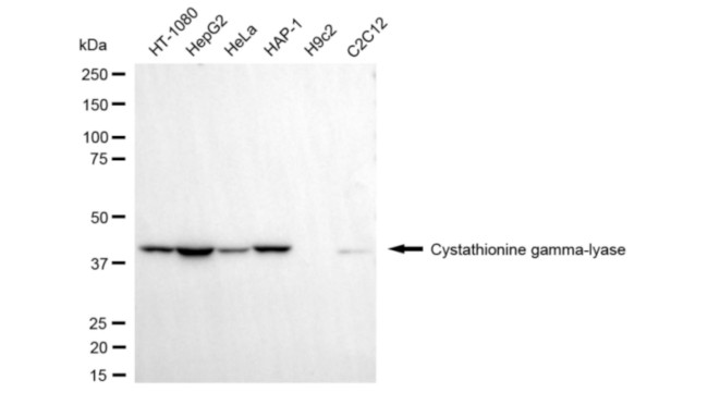 CTH Antibody in Western Blot (WB)