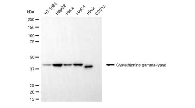 CTH Antibody in Western Blot (WB)
