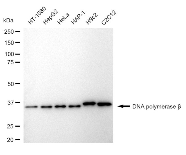 POLB Antibody in Western Blot (WB)