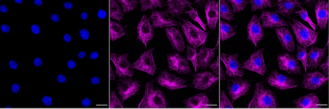 DCLK1 Antibody in Immunocytochemistry (ICC/IF)