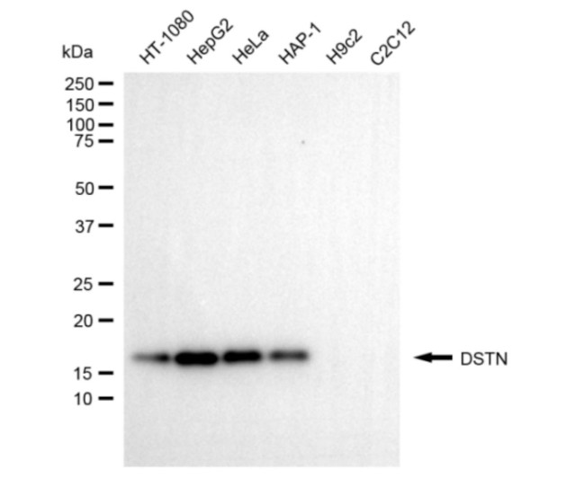 Destrin Antibody in Western Blot (WB)
