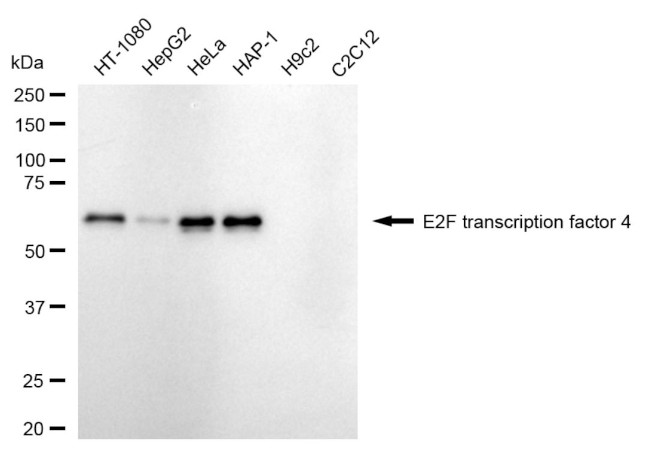 E2F4 Antibody in Western Blot (WB)
