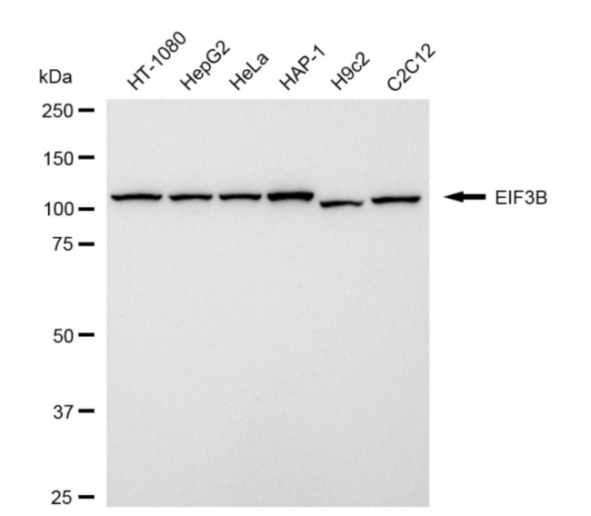 eIF3b Antibody in Western Blot (WB)