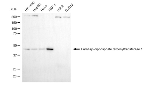 FDFT1 Antibody in Western Blot (WB)