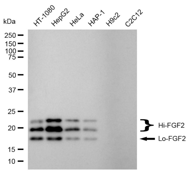 FGF2 Antibody in Western Blot (WB)