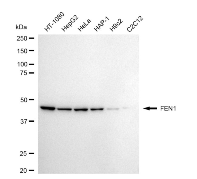 FEN1 Antibody in Western Blot (WB)