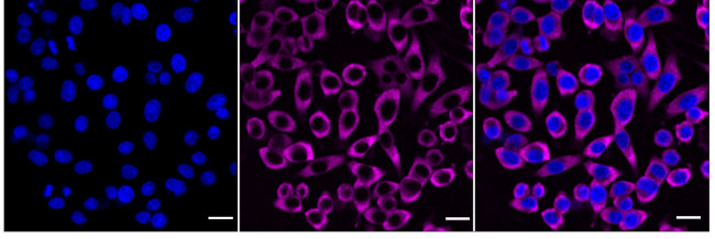 G3BP1 Antibody in Immunocytochemistry (ICC/IF)