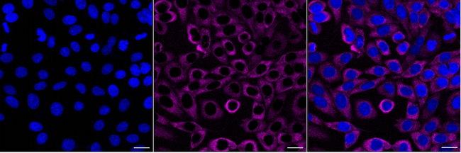 G3BP1 Antibody in Immunocytochemistry (ICC/IF)