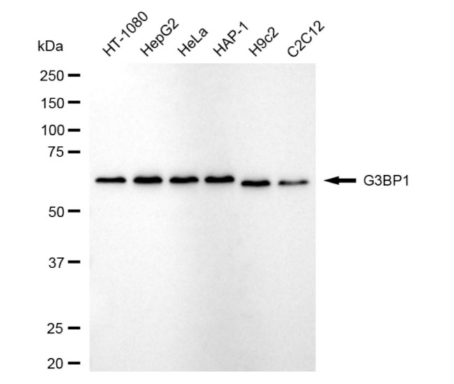 G3BP1 Antibody in Western Blot (WB)