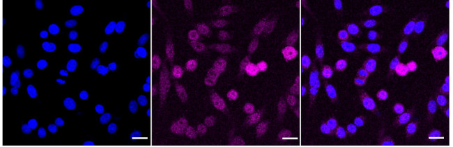 GCLC Antibody in Immunocytochemistry (ICC/IF)