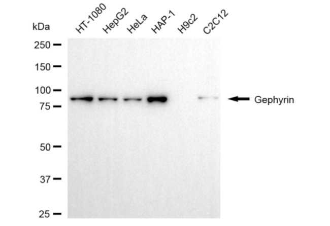 Gephyrin Antibody in Western Blot (WB)
