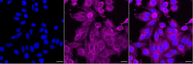GIPC1 Antibody in Immunocytochemistry (ICC/IF)