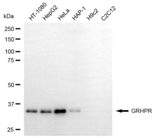 GRHPR Antibody in Western Blot (WB)
