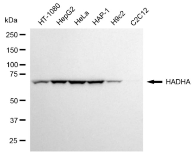 HADHA Antibody in Western Blot (WB)