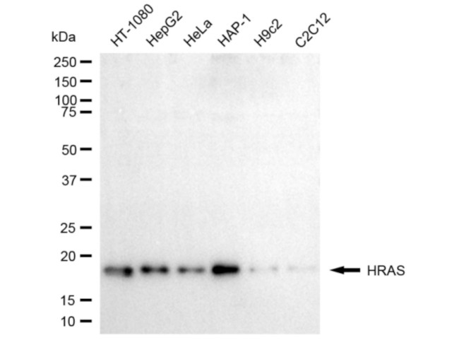 H-Ras Antibody in Western Blot (WB)