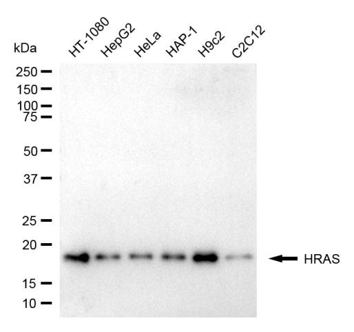 H-Ras Antibody in Western Blot (WB)