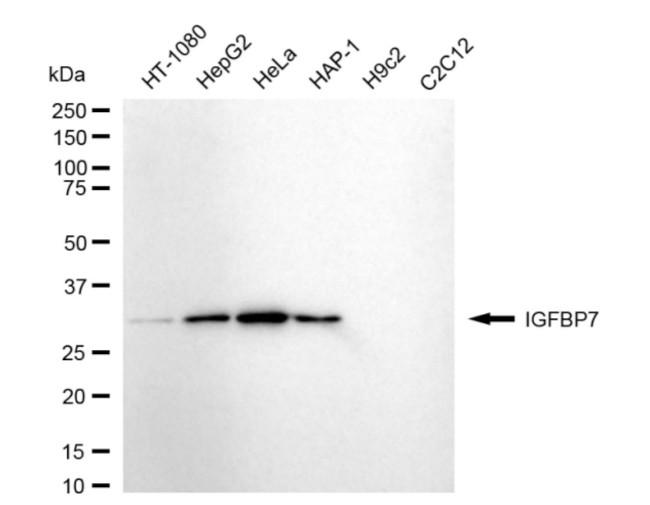 IGFBP7 Antibody in Western Blot (WB)