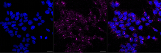LAMP1 Antibody in Immunocytochemistry (ICC/IF)