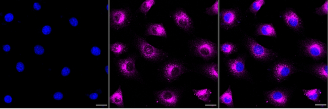 LRP1 Antibody in Immunocytochemistry (ICC/IF)