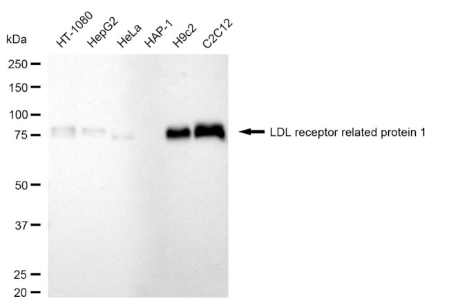LRP1 Antibody in Western Blot (WB)