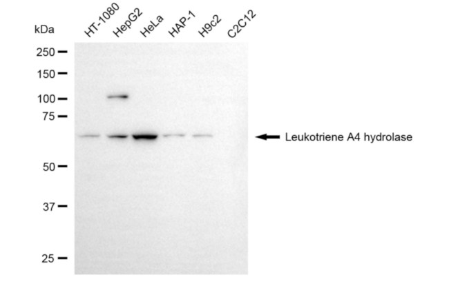 LTA4H Antibody in Western Blot (WB)