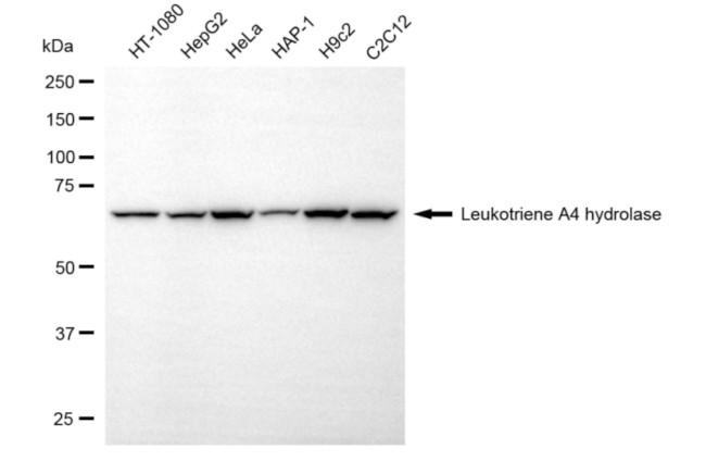 LTA4H Antibody in Western Blot (WB)