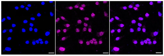 MVP Antibody in Immunocytochemistry (ICC/IF)