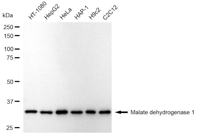 MDH1 Antibody in Western Blot (WB)