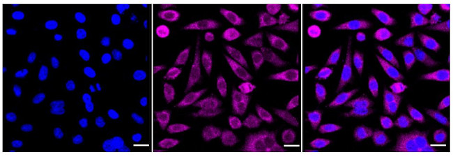 MEKK2 Antibody in Immunocytochemistry (ICC/IF)