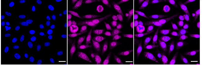 MCM5 Antibody in Immunocytochemistry (ICC/IF)